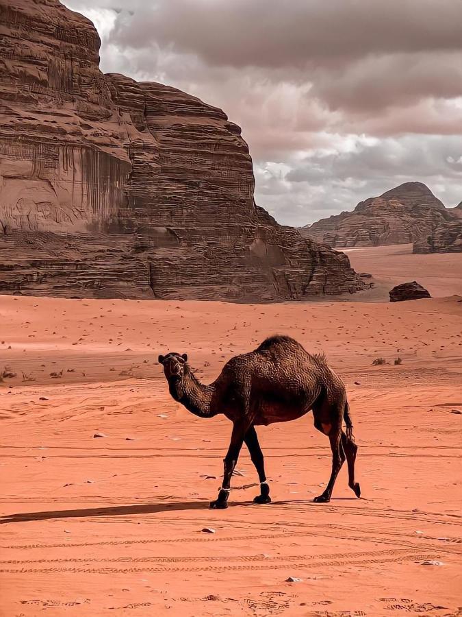 Rum Paradise Luxuri Camp Wadi Rum Zewnętrze zdjęcie